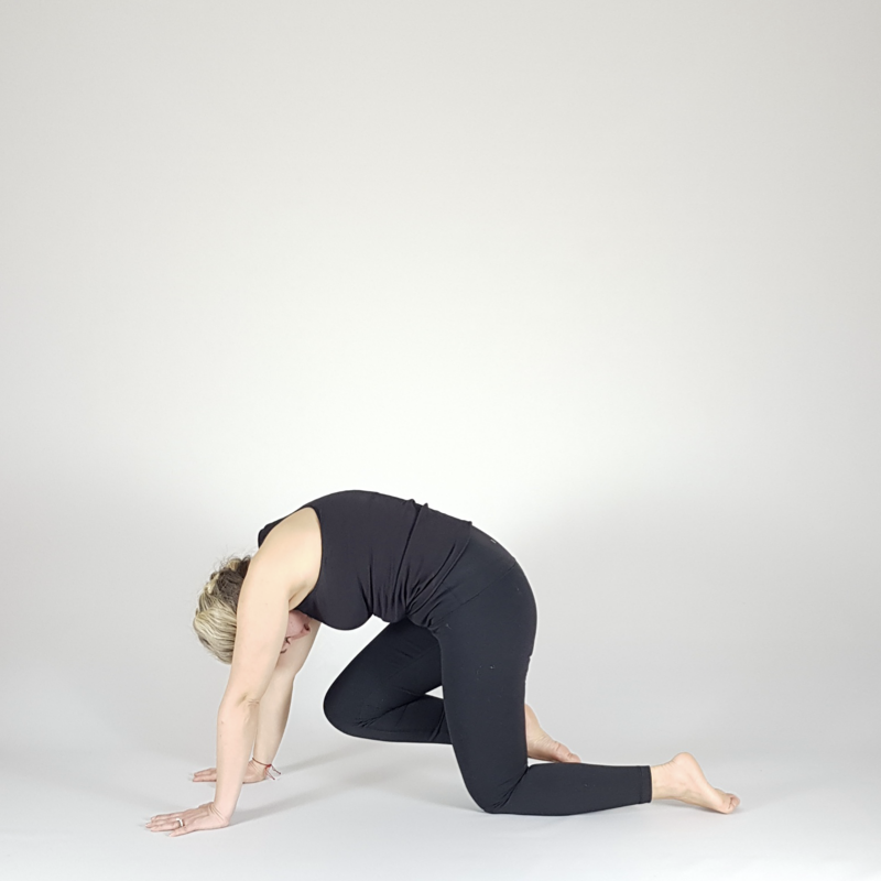 Cat Pose Variation