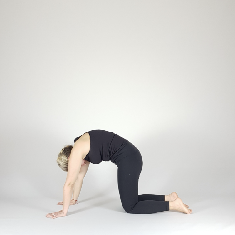 Cat Pose